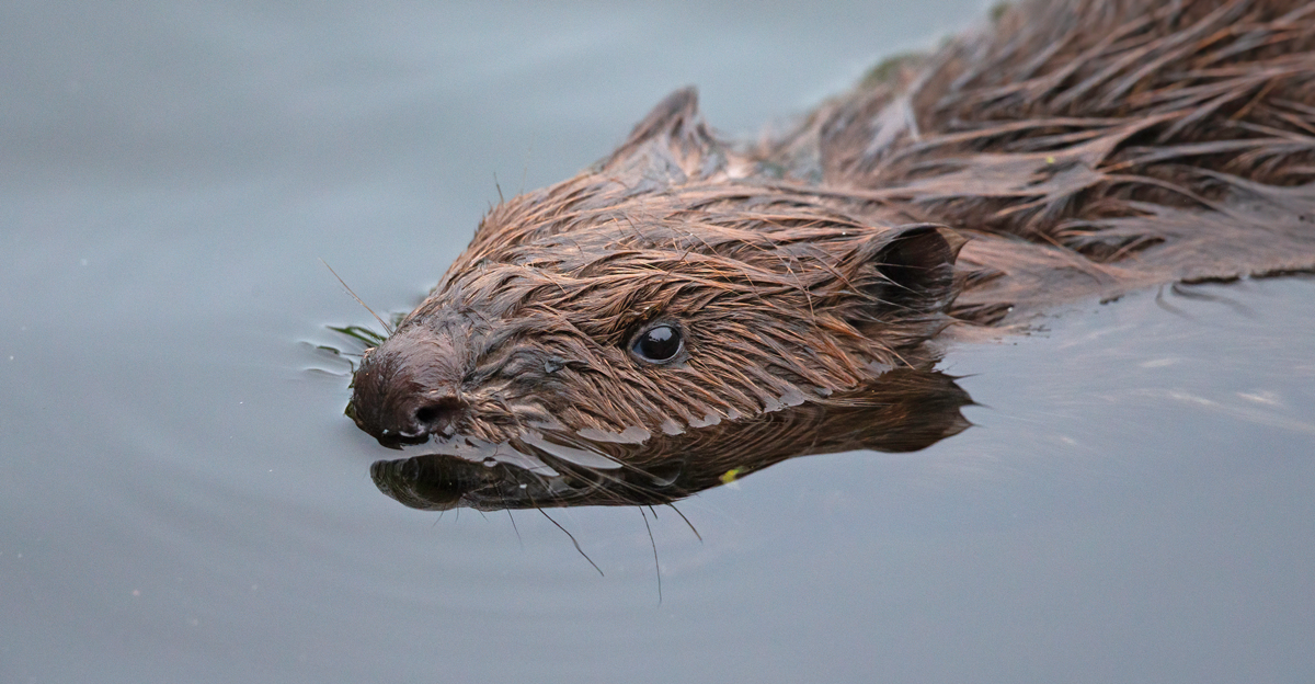 Picture of a beaver in water