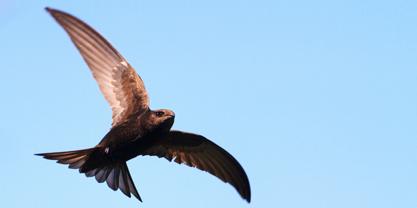 Picture of a swift