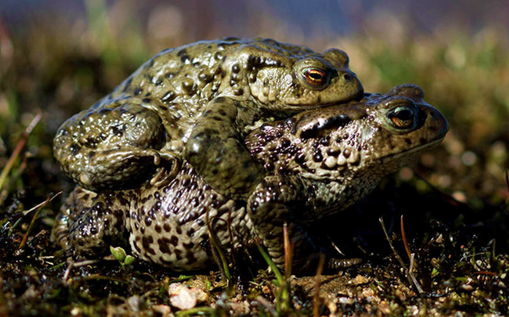 Common toads mating
