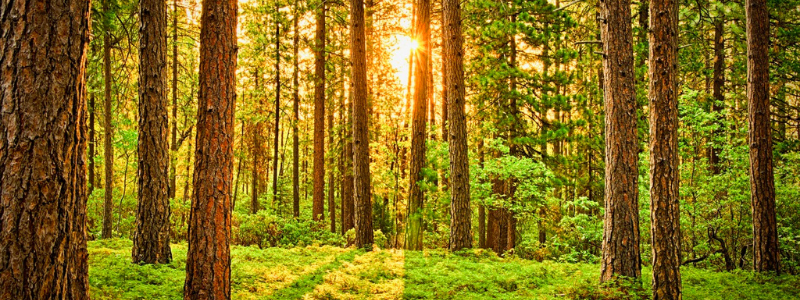 Trees in a forest with sunlight 