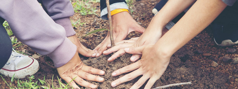Two children planting a tree
