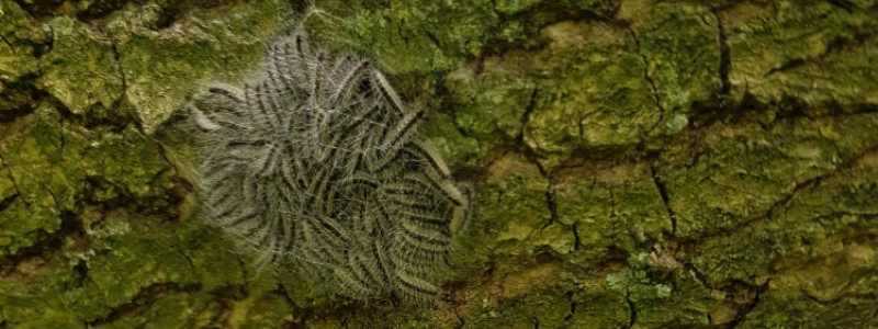 Oak processionary moths