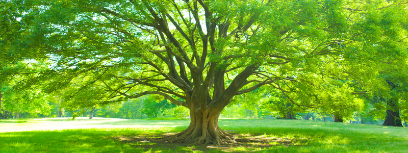 Large tree with bright green leaves surrounded by bright green grass