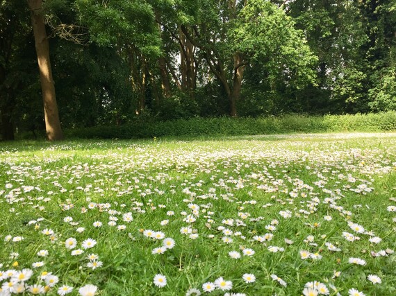 Open green space with daisies