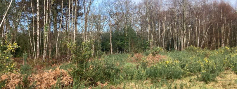 Weybridge heathland and trees