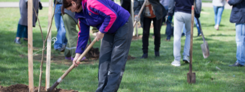 People with spades planting trees in a park