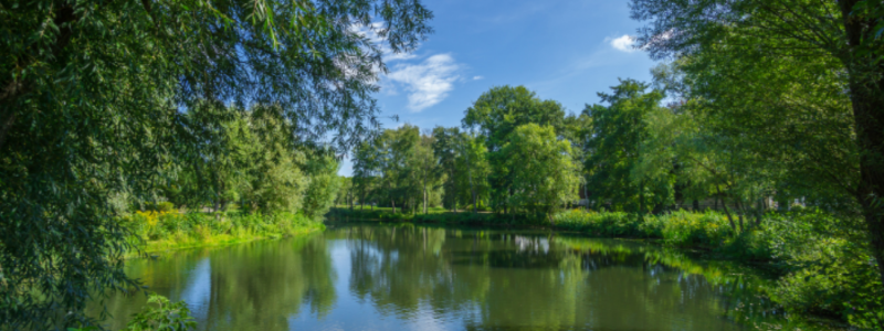 River lined with trees