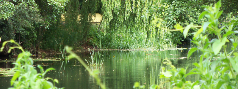 River mole with overhanging trees