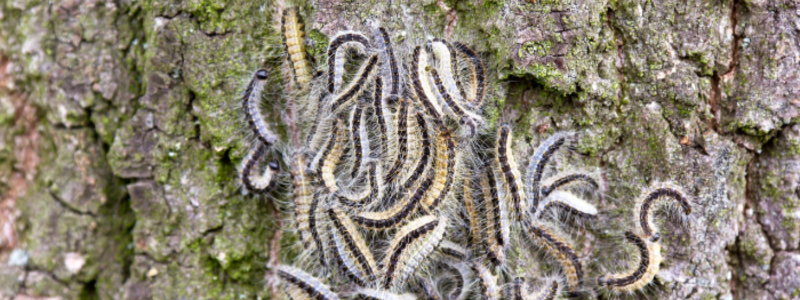 A cluster of oak processionary moth caterpillars on a tree trunk