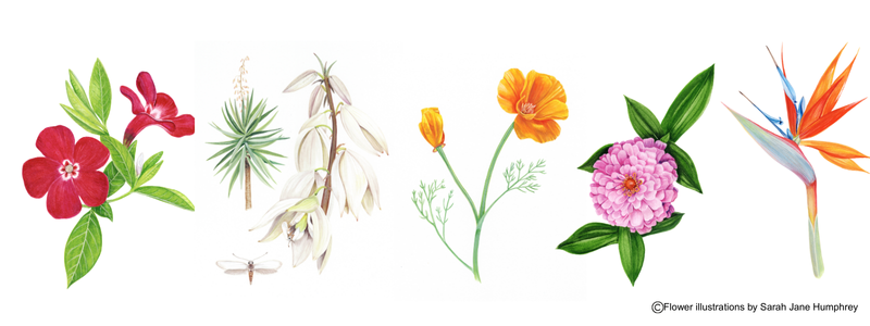 Royston pike - flowers