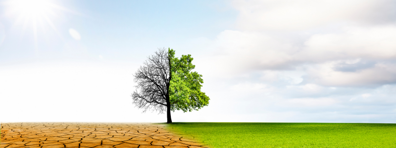 A tree split in half - one half dead under hot sun with scorched earth and the other half alive in green landscape with clouds