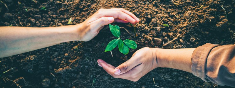 Two hands surrounding a young plant, being planted in soil