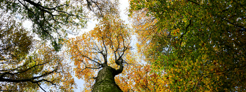 Looking up at trees
