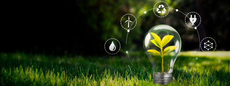 Plant in a light bulb with green background