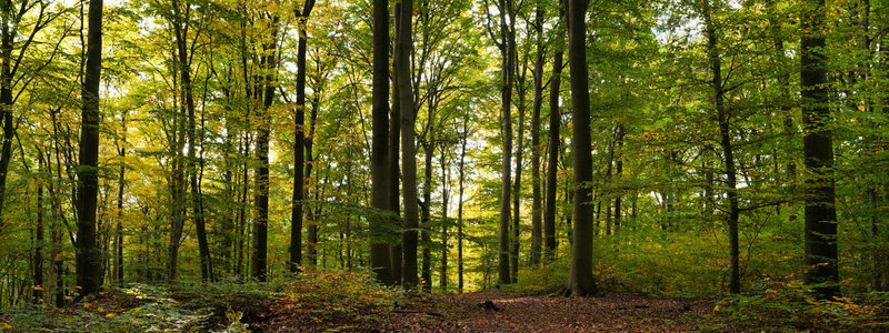 Trees in a woodland setting