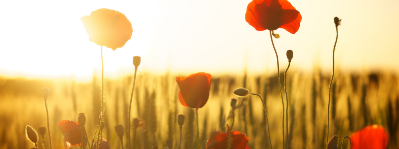 Field of poppies in the sun