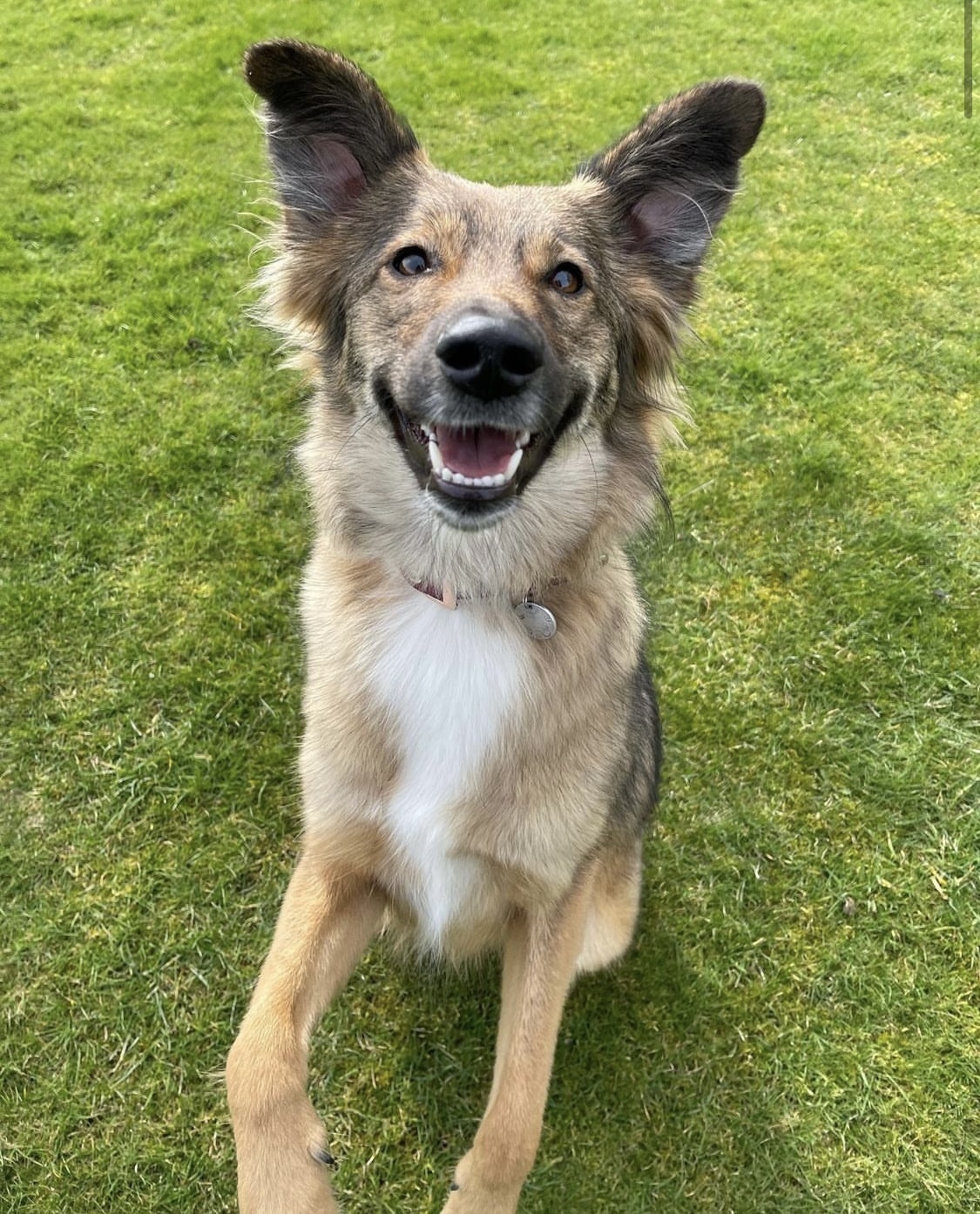 Prim! @primtherescuepup