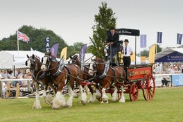 Driffield show