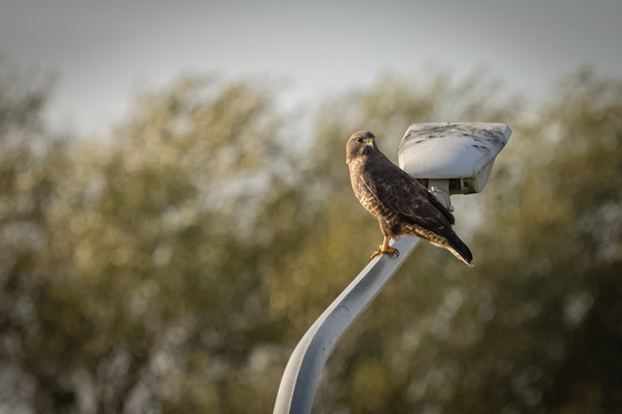 Buzzard at Ennerdale Leisure Centre