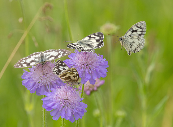 Marbled White Butterflies on Field Scabious