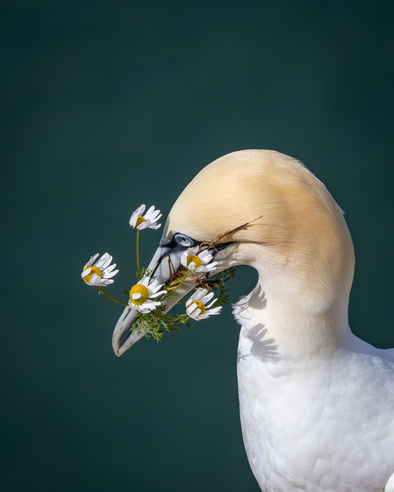 Gannet - Ross McClean