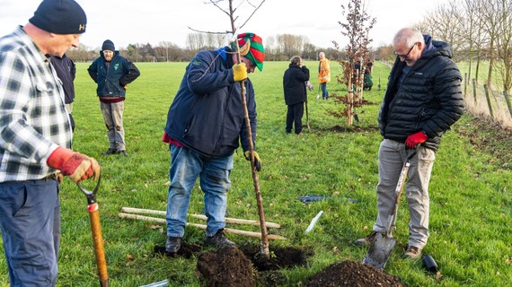 driffield_showground_standard_planting_cropped