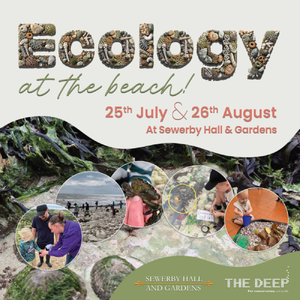 Ecology at the beach - Sewerby Hall