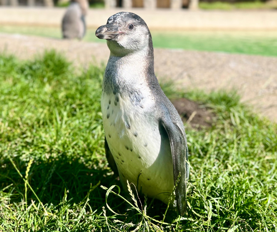 Pebble the penguin