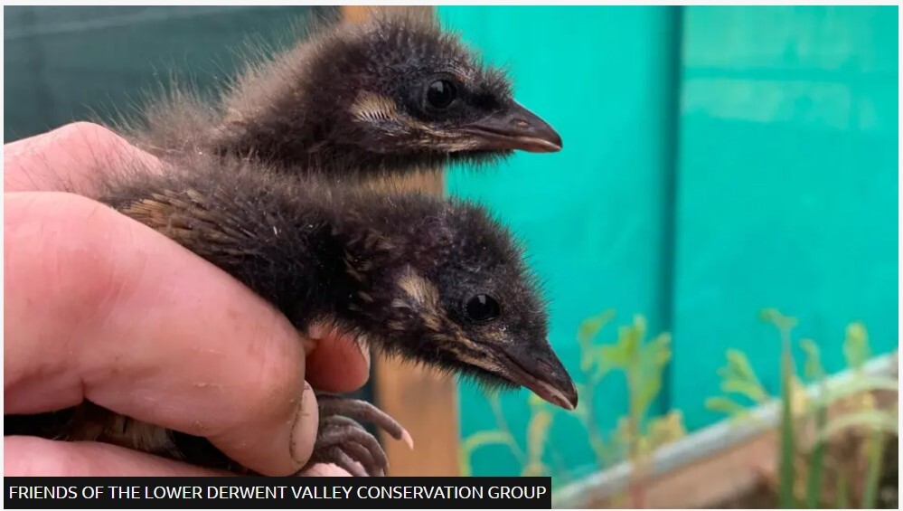 Corncrake chicks