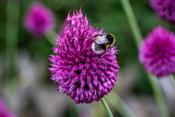 Bee on allium flower