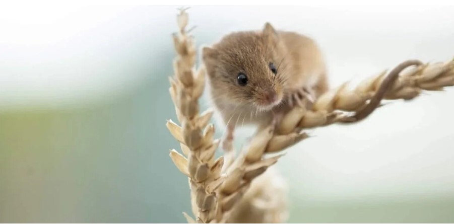 Harvest Mouse Dulcie Fairweather