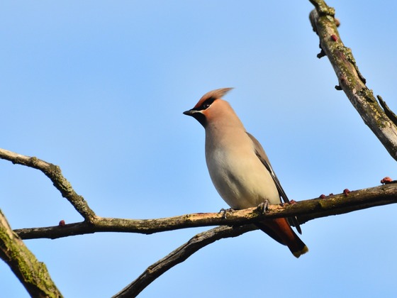 Waxwing landscape