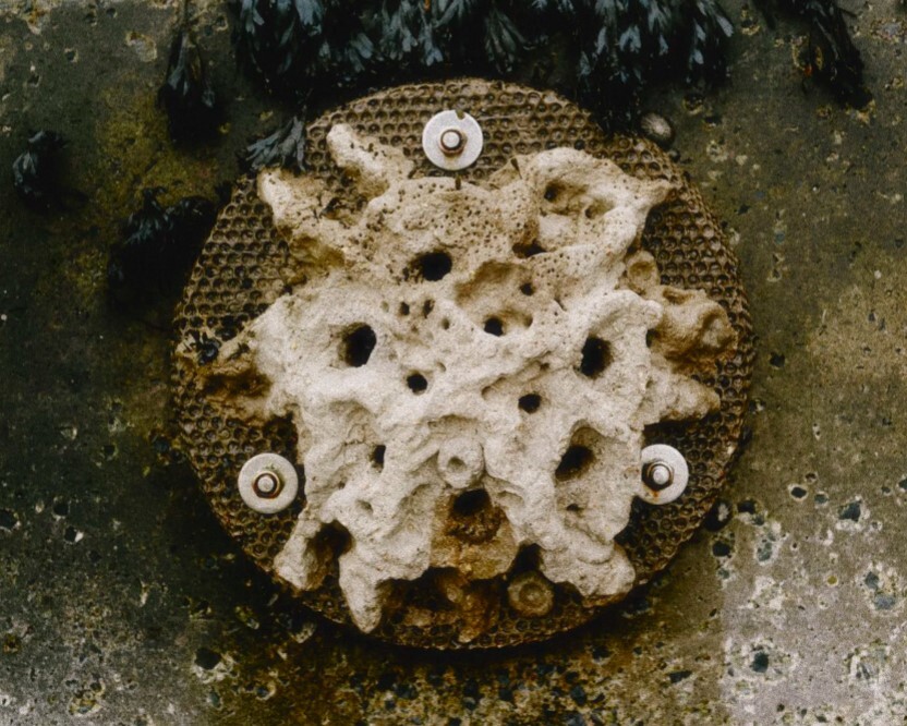 Concrete Coast Image