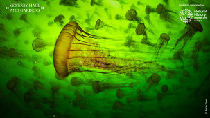 75597 Wildlife Photography of the Year 61 Images only 1_cropped