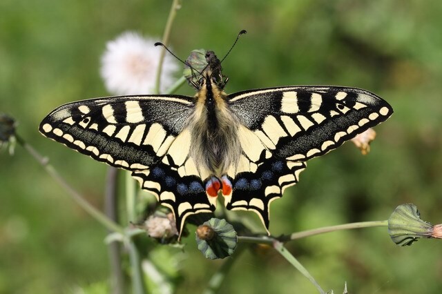 Swallowtail butterfly