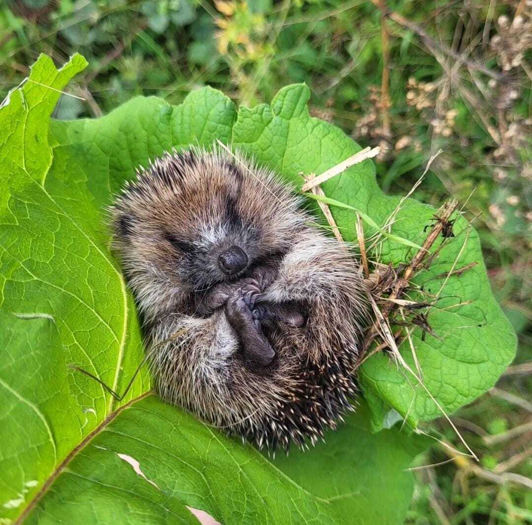Hedgehog