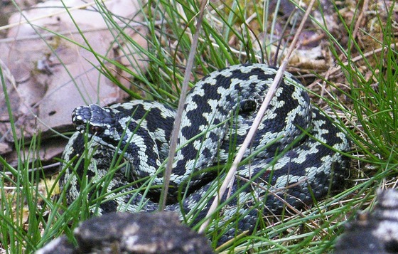 Allerthorpe adder (V. Wise)