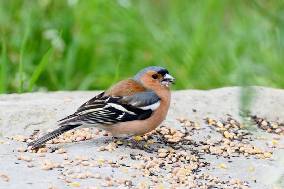 Chaffinch