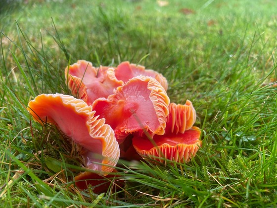Crimson waxcap