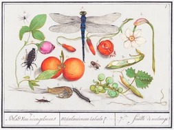 Natural History illustration free to use