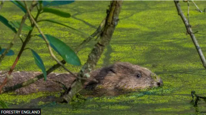 Beavers Cropton forest flood risk reduced