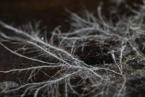 Mycelium network