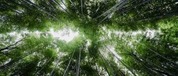 Demystifying biodiversity finance