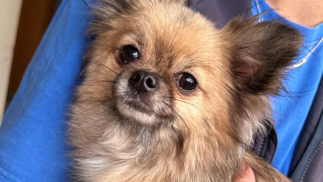 Image of dog