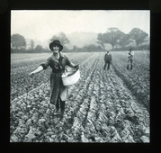Lantern slide of a women's land army girl at work