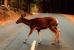 A deer crossing the road.