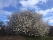 Tree with white flowers