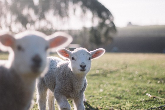 Lambs in a field during golden hour.
