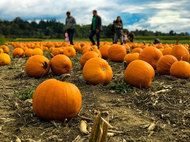 A pumpkin patch full of orange pumpkins while families walk around in the background.