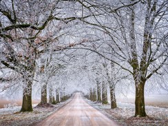 a driveway lined by frosty trees